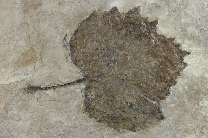 Fossil Sycamore Leaf (Platanus) - Nebraska #133005